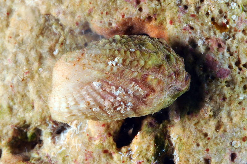 Bivalve
